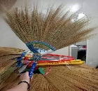 Walis Tambo from Bicol